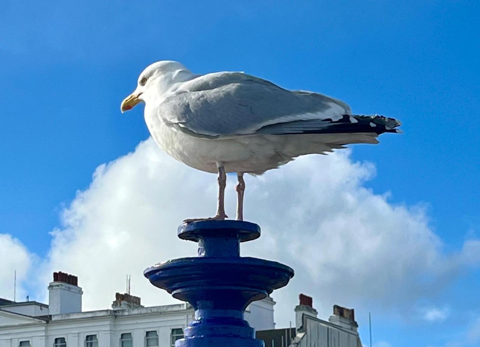 "The Italian" Seafront Apartment Torneo de Torneo de Eastbourne Exterior foto